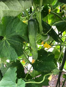 S-Photo-cucumber7.JPG